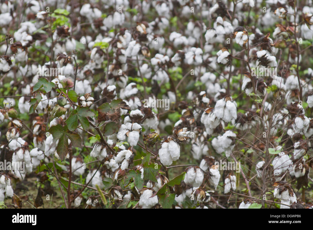 Piante di cotone pronto per il raccolto in un campo di cotone negli Stati Uniti d'America meridionale Foto Stock