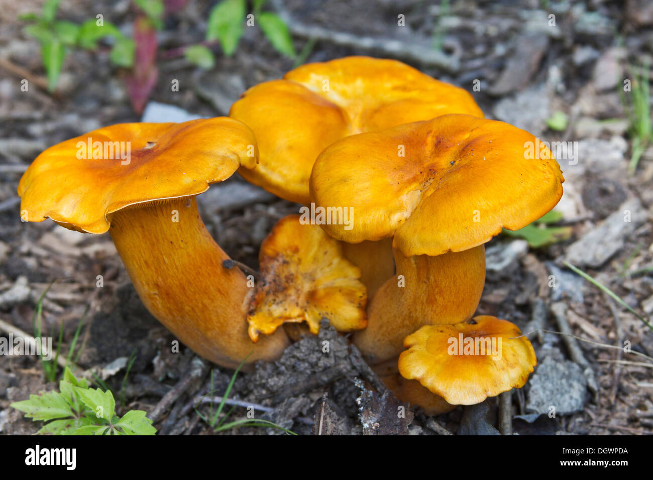 Arancio brillante cluster di tossici jack-o-lantern funghi Foto Stock