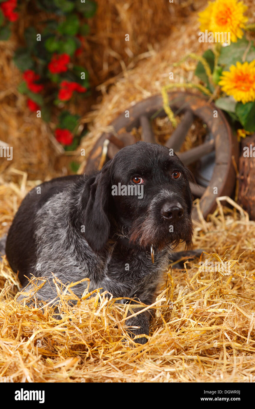Filo tedesco-dai capelli del cane di puntamento |Deutsch Drahthaar, Ruede Foto Stock