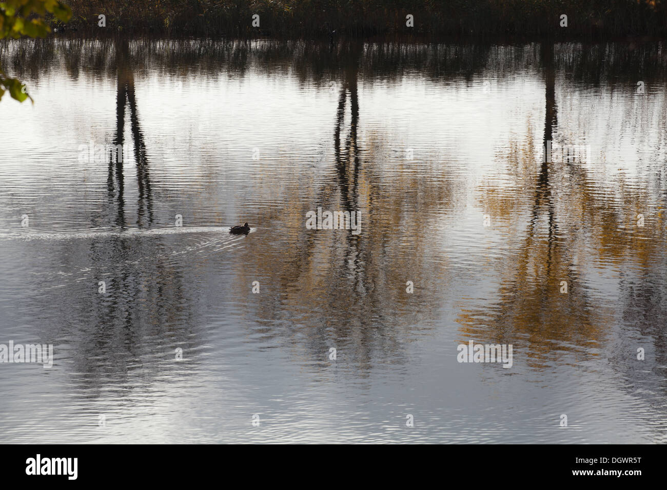 Tre alberi di riflessione. Petergof, San Pietroburgo, Russia. Foto Stock