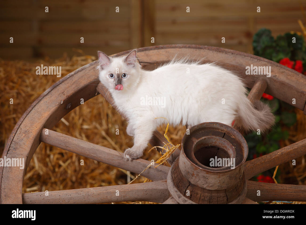 Neva Masquarade, gattino, 4 mesi, appoggiate |Neva Masquarade, Kaetzchen, 4 Monate, Wagenrad Foto Stock