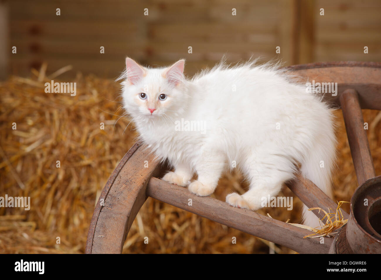 Neva Masquarade, gattino, 4 mesi, appoggiate |Neva Masquarade, Kaetzchen, 4 Monate, Wagenrad Foto Stock