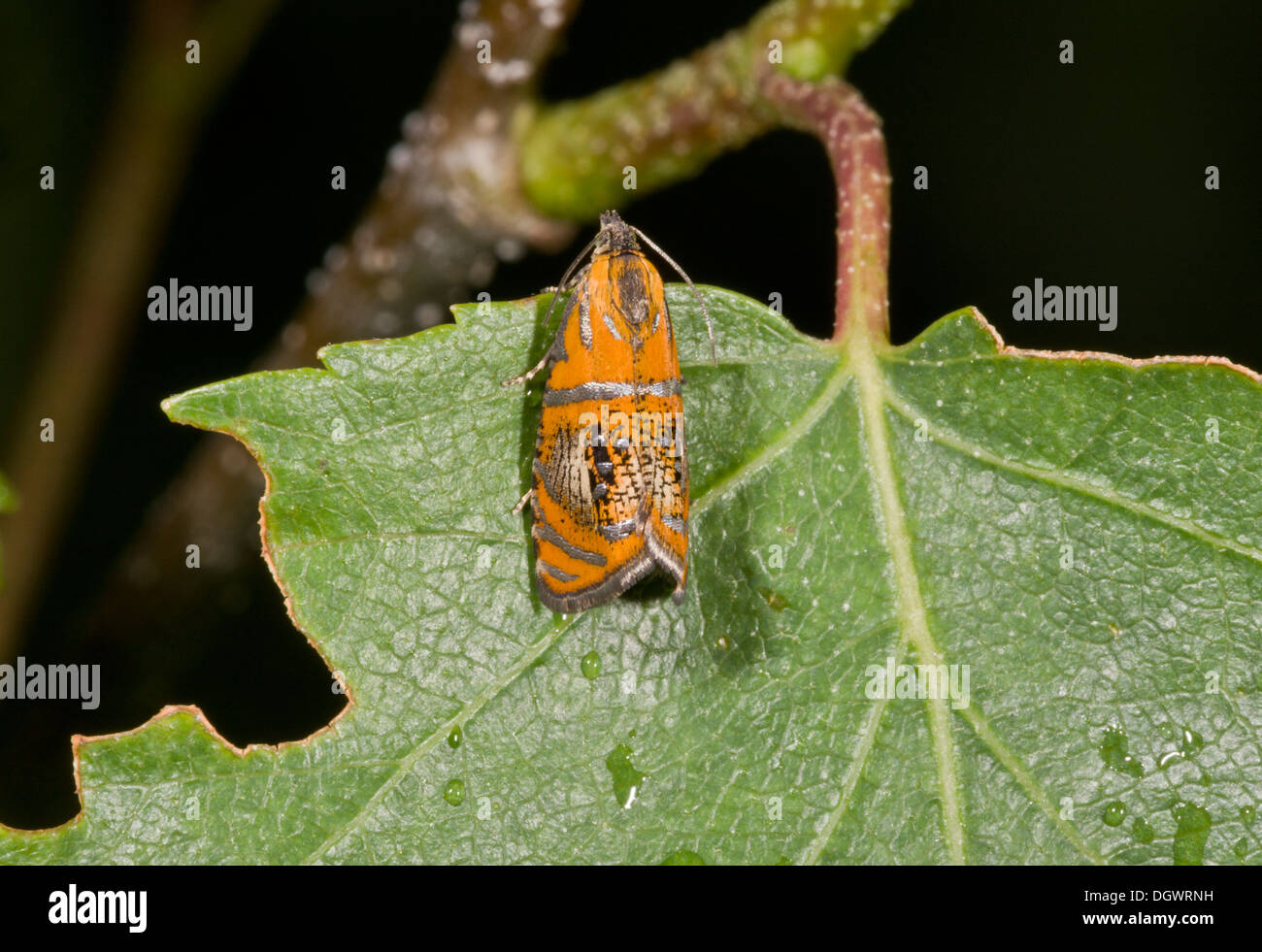 Marmo arcuata tarma Olethreutes arcuella; un micro-moth. Insolito, per il fatto che le larve si nutrono di foglie morte. Foto Stock