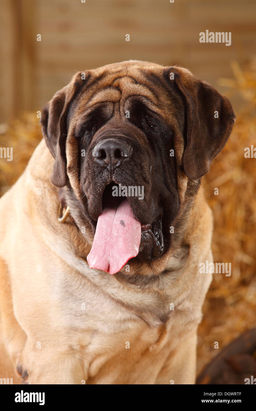 Mastiff, 4 anni |Mastiff, Ruede, 4 Jahre Foto Stock