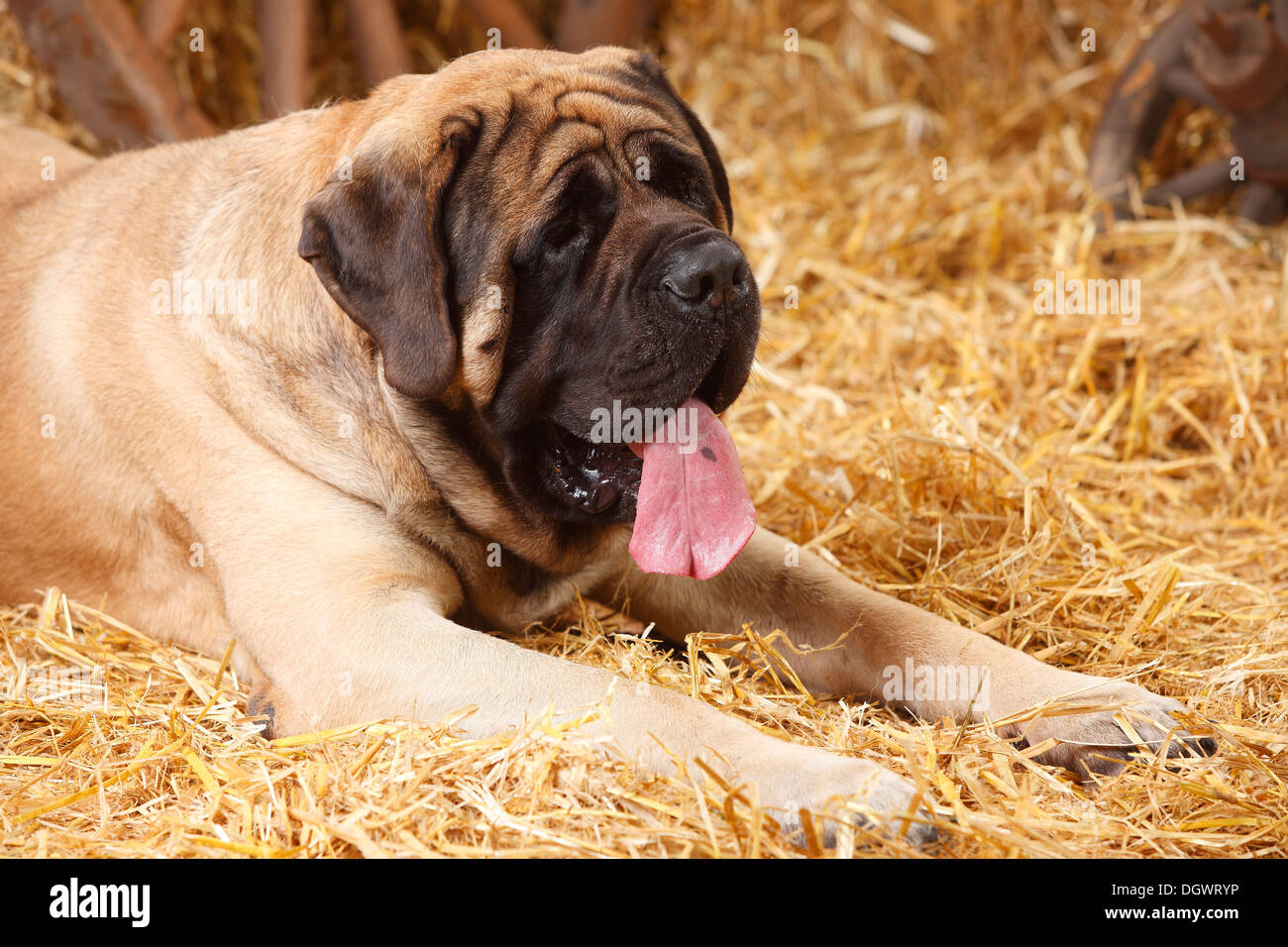 Mastiff, 4 anni |Mastiff, Ruede, 4 Jahre Foto Stock