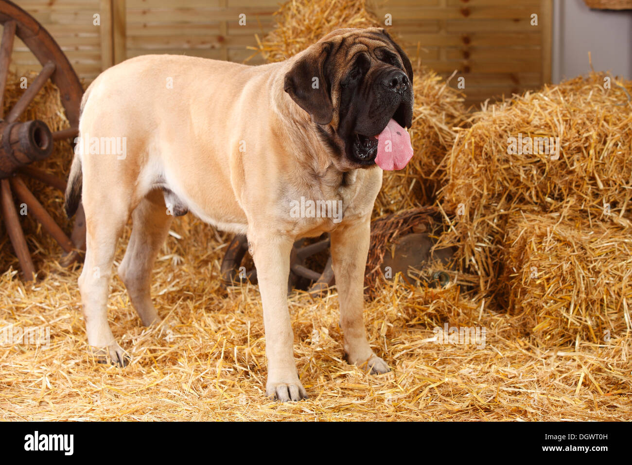 Mastiff, 4 anni |Mastiff, Ruede, 4 Jahre Foto Stock