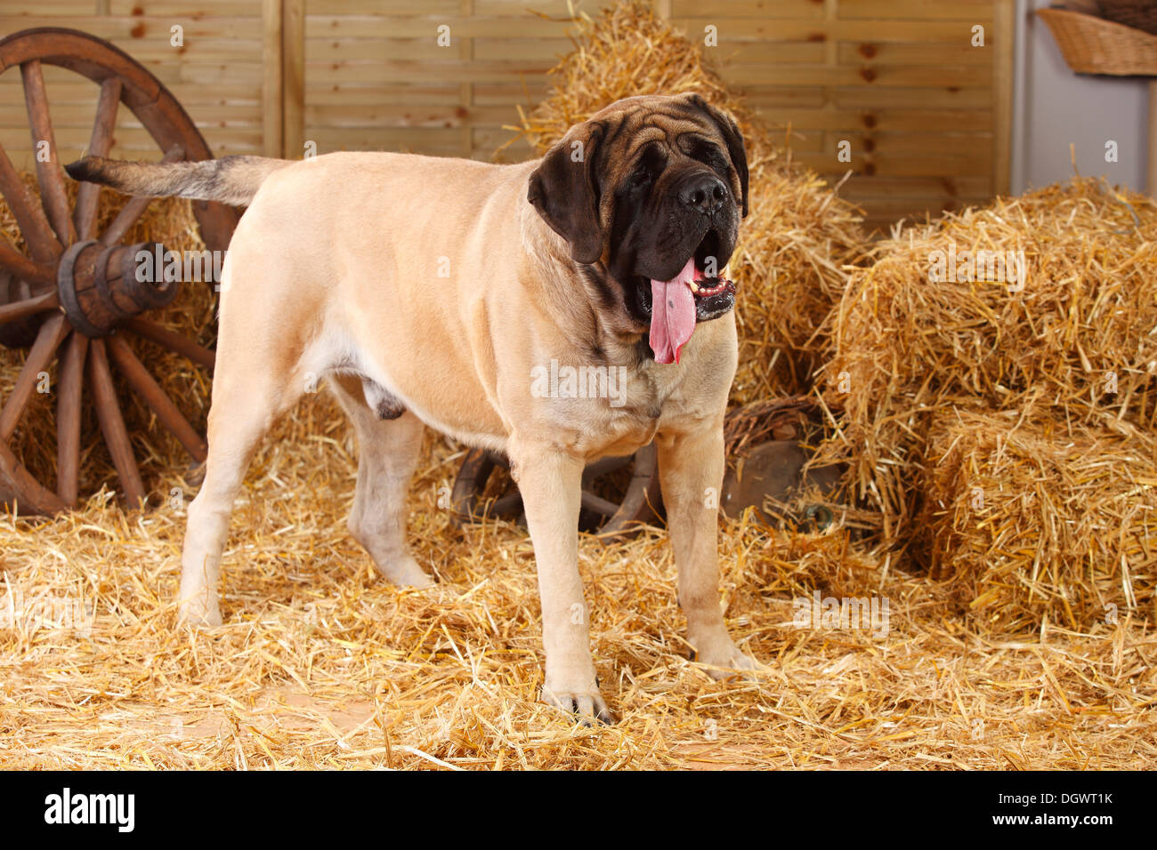 Mastiff, 4 anni |Mastiff, Ruede, 4 Jahre Foto Stock