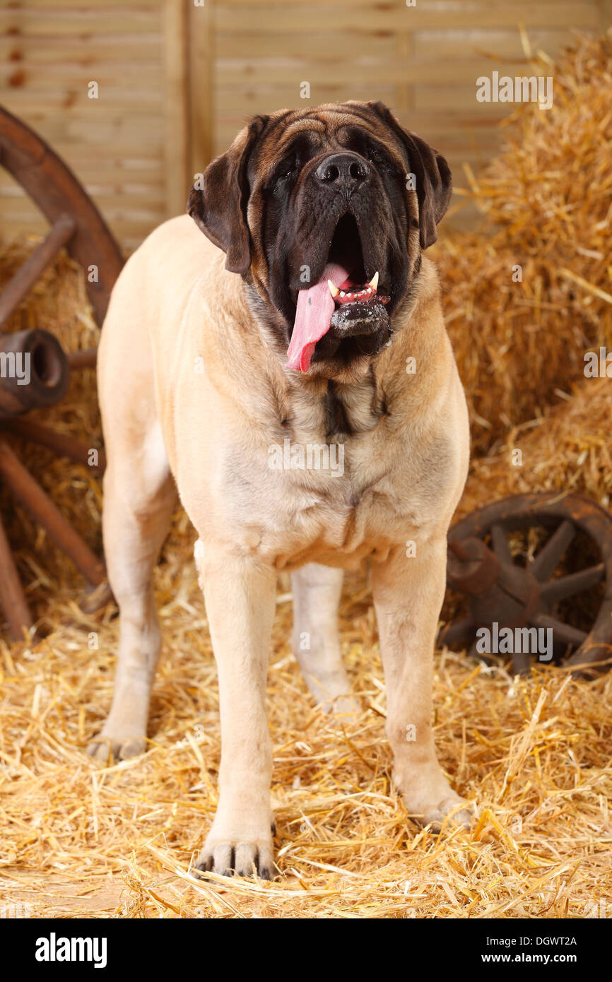 Mastiff, 4 anni |Mastiff, Ruede, 4 Jahre Foto Stock