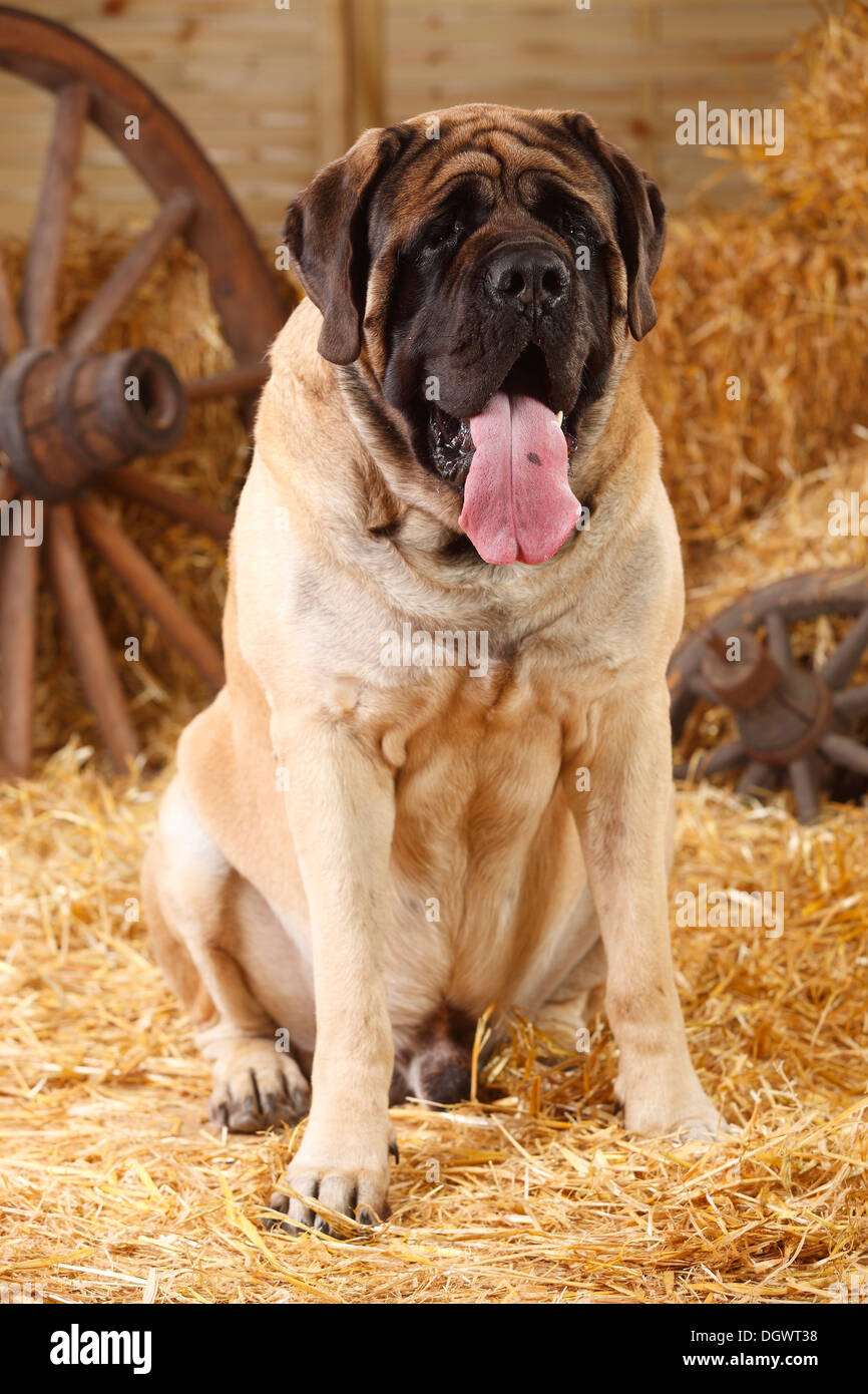 Mastiff, 4 anni |Mastiff, Ruede, 4 Jahre Foto Stock