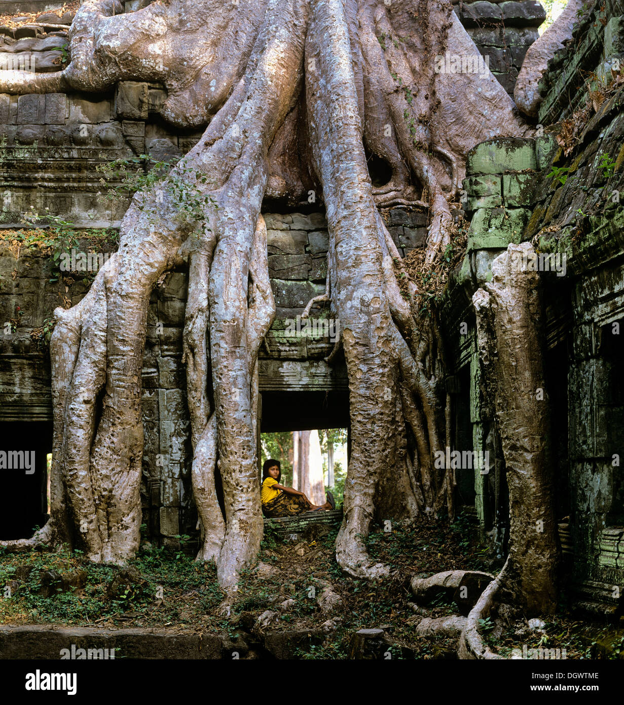 Side Courtyard all'interno con una ragazza, radici di albero dell'albero Baing o Maina Tree (Tetrameles nudiflora) overgrowing il Foto Stock