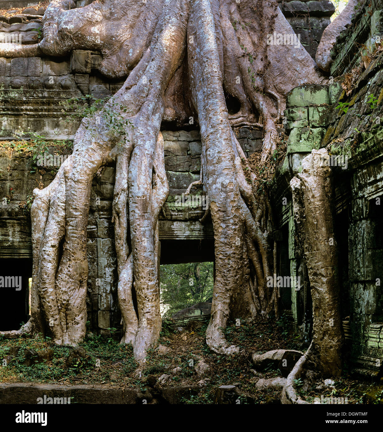 Side Courtyard all'interno, radici di albero dell'albero Baing o Maina Tree (Tetrameles nudiflora) overgrowing il tempio Foto Stock