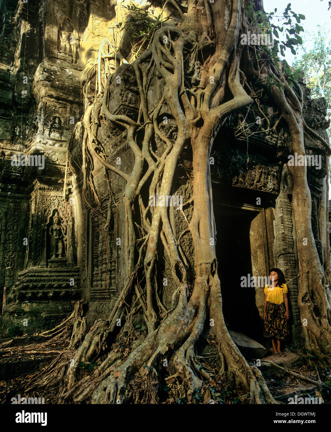 Side Courtyard all'interno con una ragazza, radici di albero dell'albero Baing o Maina Tree (Tetrameles nudiflora) overgrowing il Foto Stock