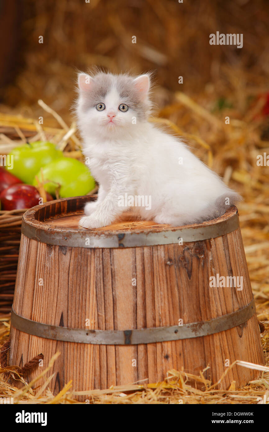 British Longhair, gattino, blu-van, 6 settimane |Britisch Langhaar, Kaetzchen, blu-van, 6 Wochen Foto Stock