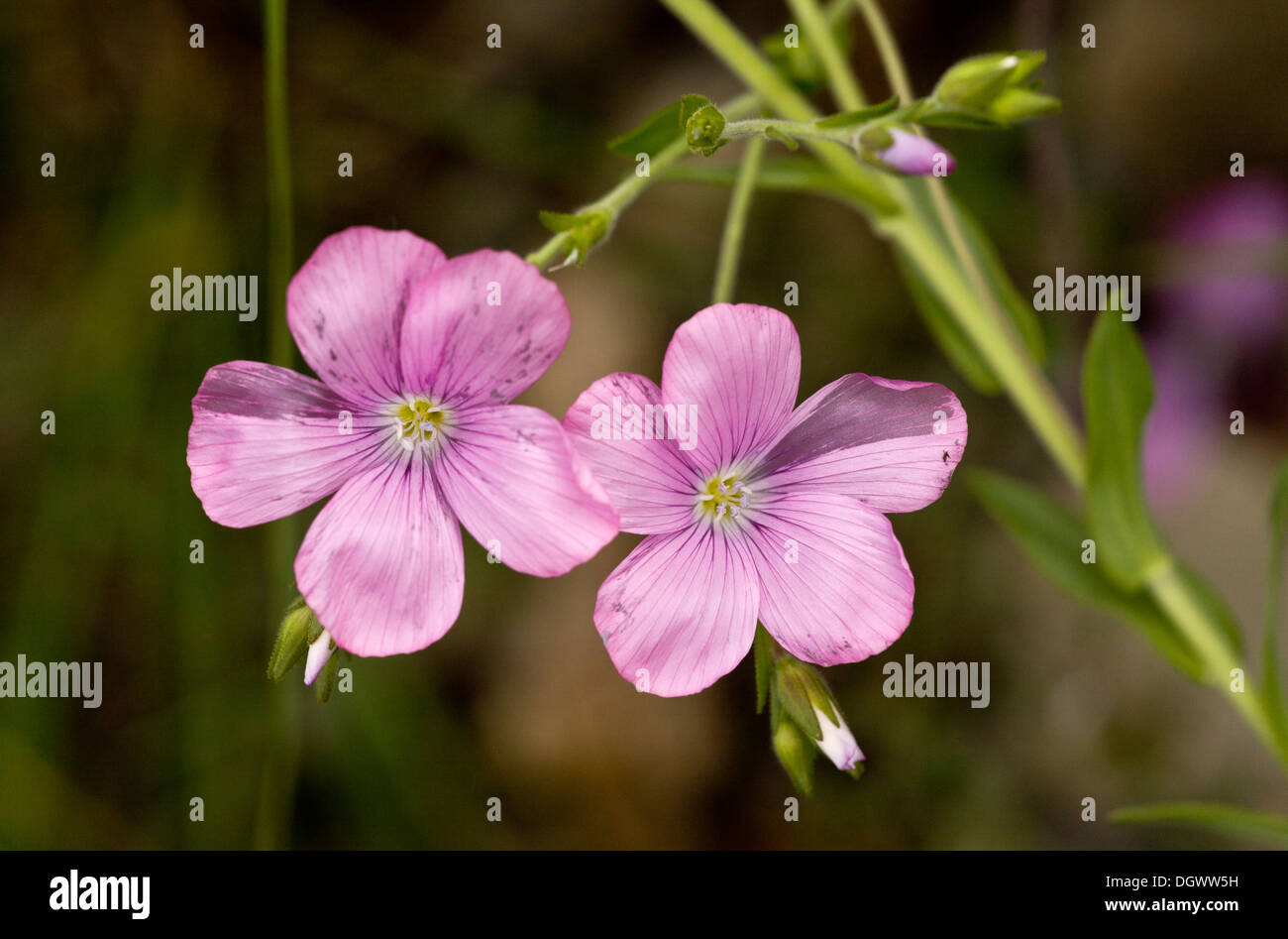 Una grande rosa lino Linum viscosum, Pirenei spagnoli Foto Stock