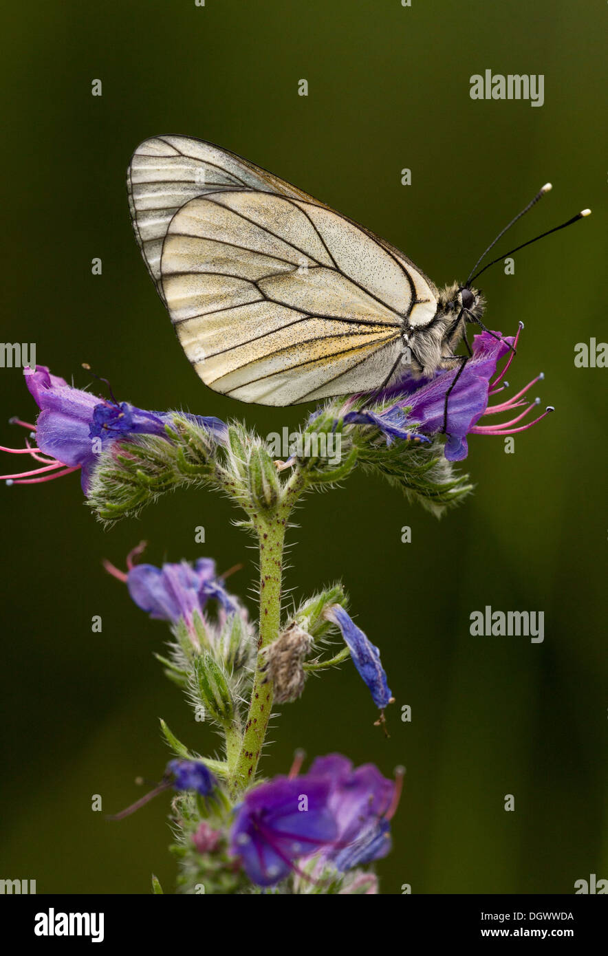 Nero-bianco venato butterfly, Aporia crataegi sulla Viper di Bugloss. La Francia. Foto Stock