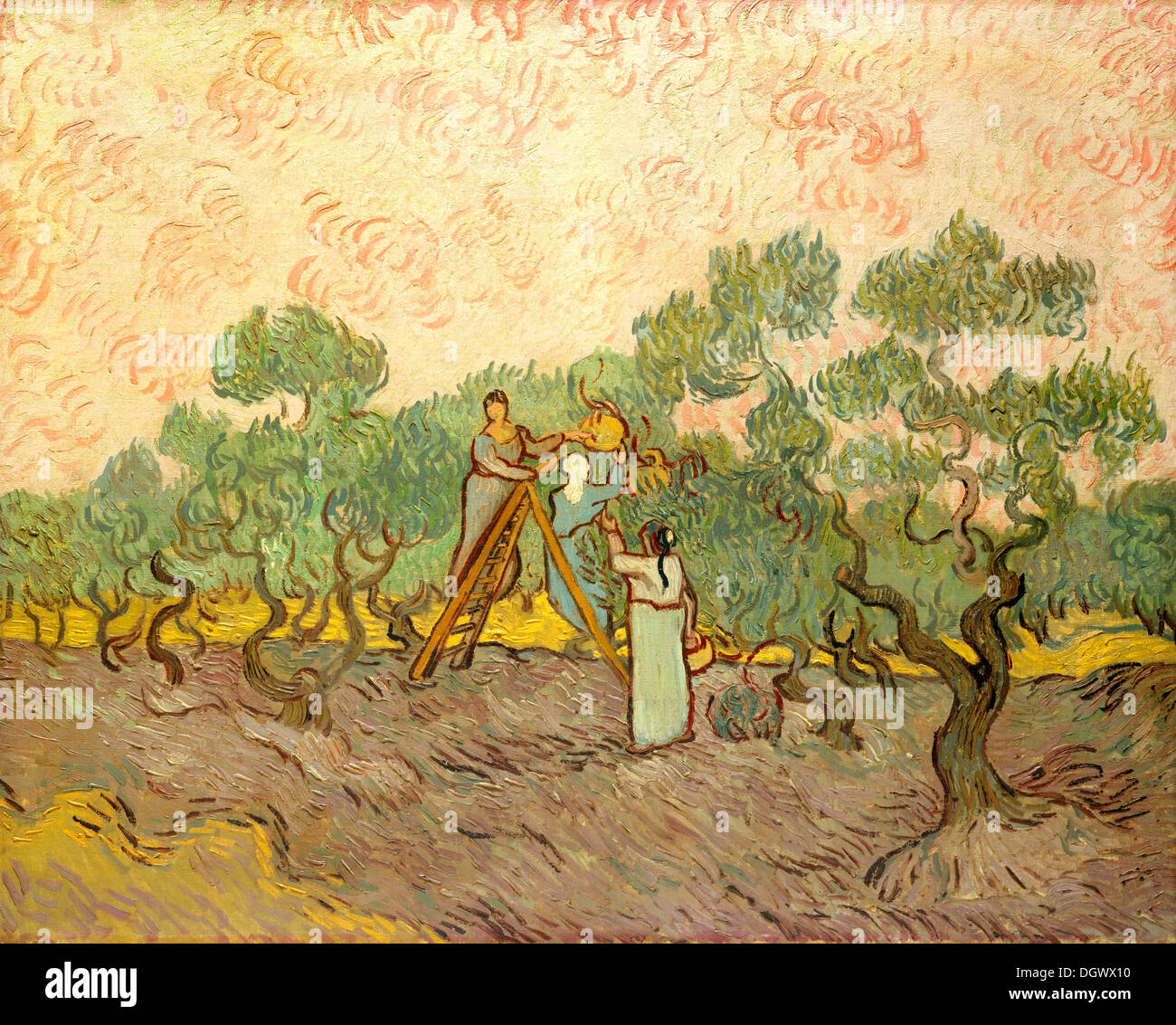 Le donne raccogliere le olive di Vincent van Gogh 1889 Foto Stock