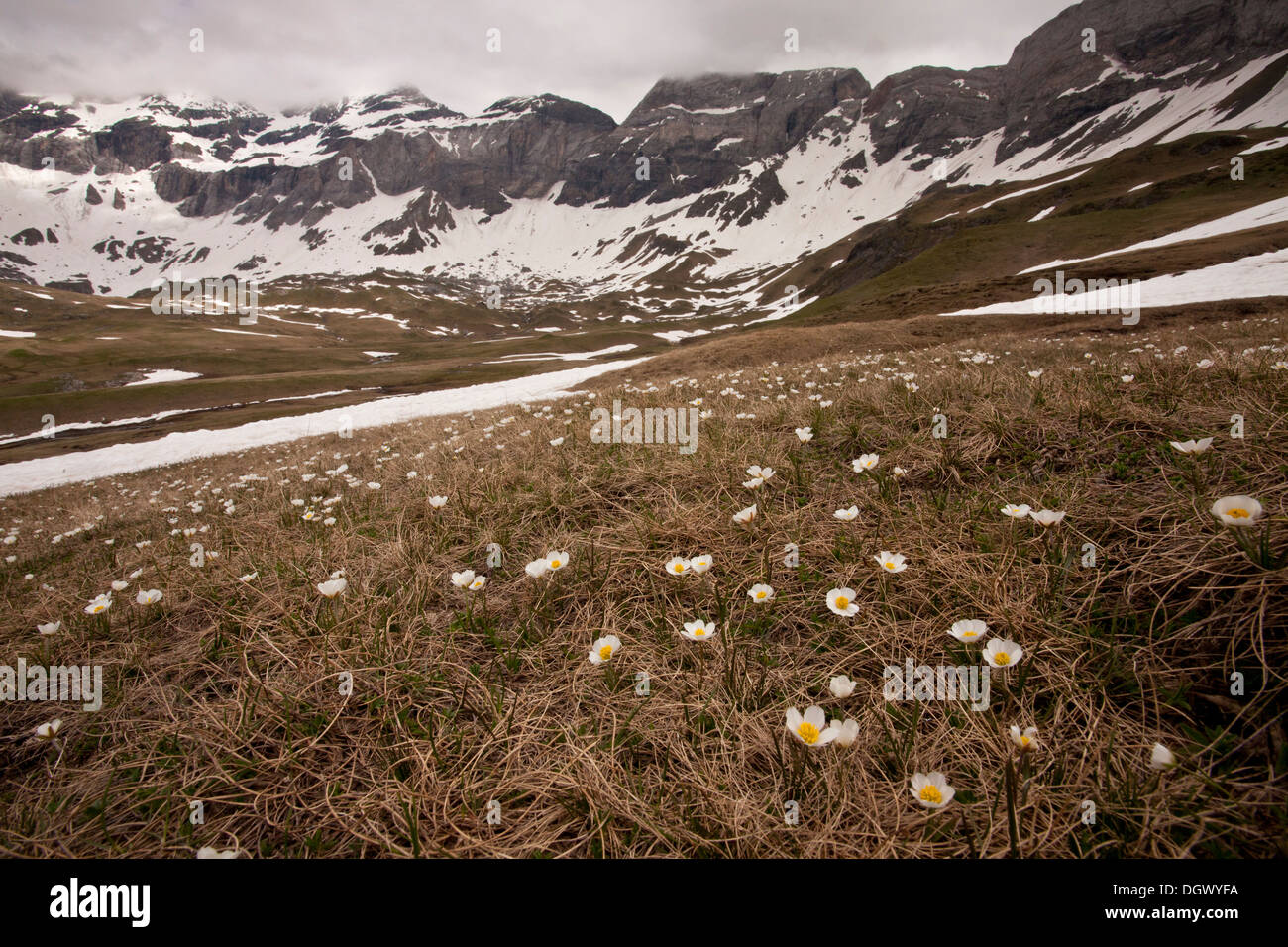 Masse di ranuncolo dei Pirenei Ranunculus pyrenaeus nel Cirque de Troumouse, Parco Nazionale dei Pirenei, Francia. Foto Stock