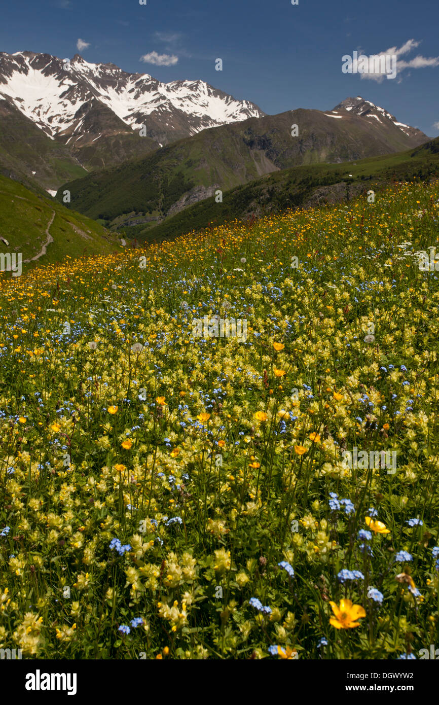 Fieno fiorito prato sopra il plateau de saugue, parco nazionale dei Pirenei, Francia Foto Stock
