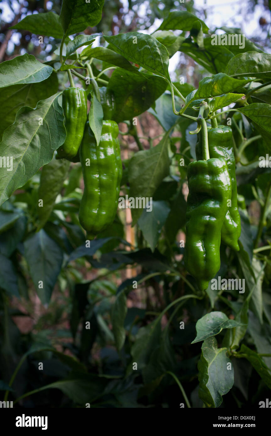 Verde peperoni organico sulla vite. Foto Stock