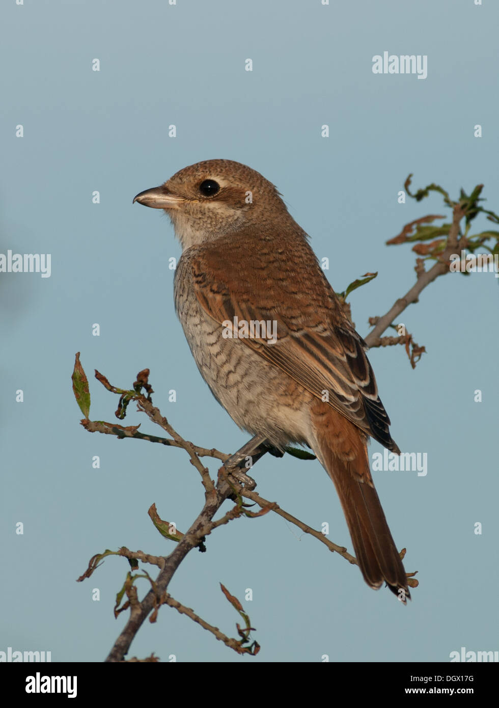 Un rosso backed shrike capretti arroccato sul lato Foto Stock