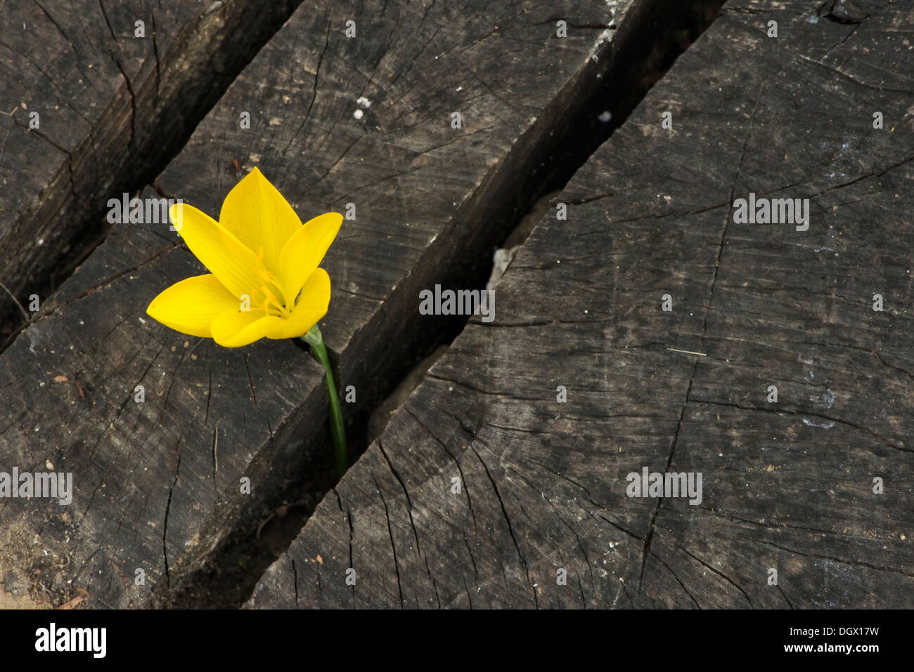 Zafferano giallo scuro su sfondo di legno Foto Stock