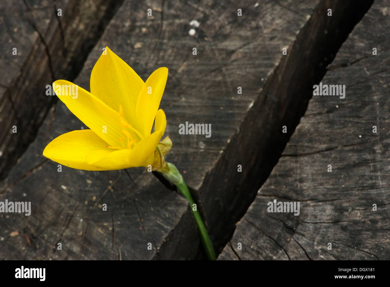 Zafferano giallo scuro su sfondo di legno Foto Stock