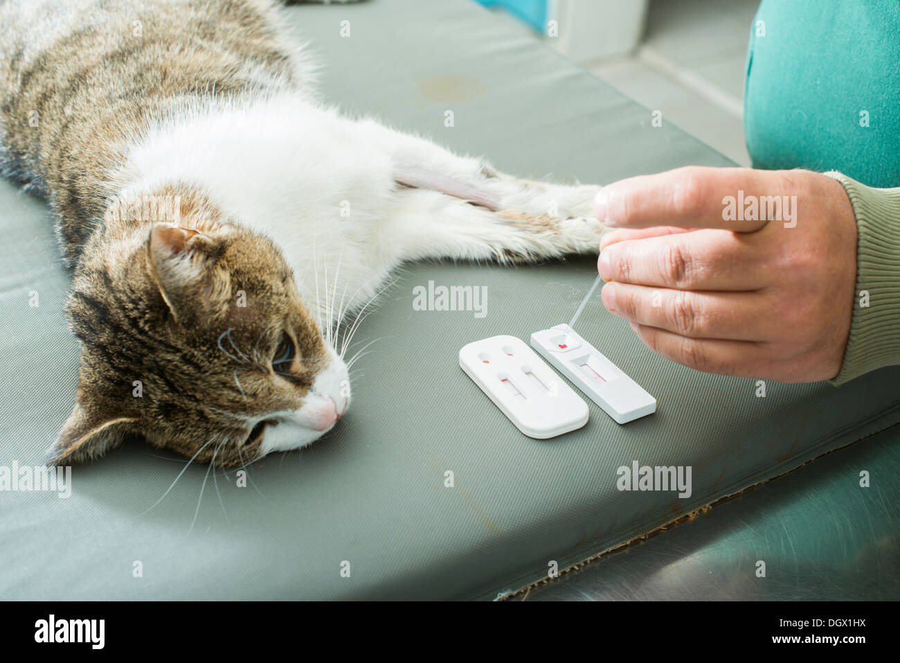 Veterinario test del sangue. Cat in vetrinary Foto Stock