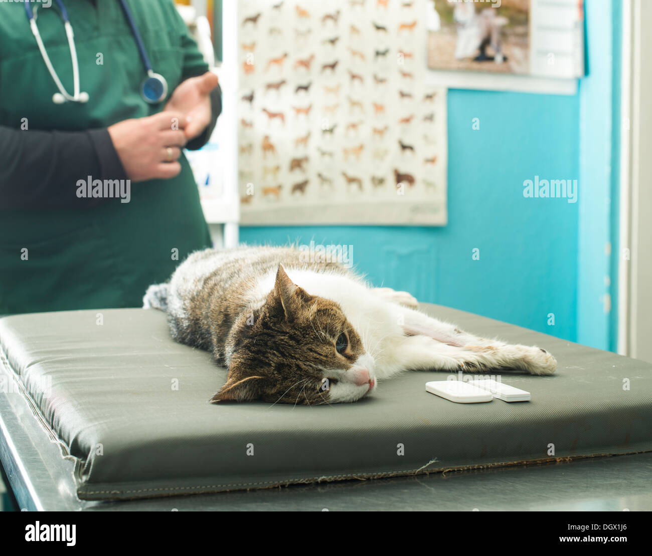 Veterinario test del sangue. Cat in vetrinary Foto Stock