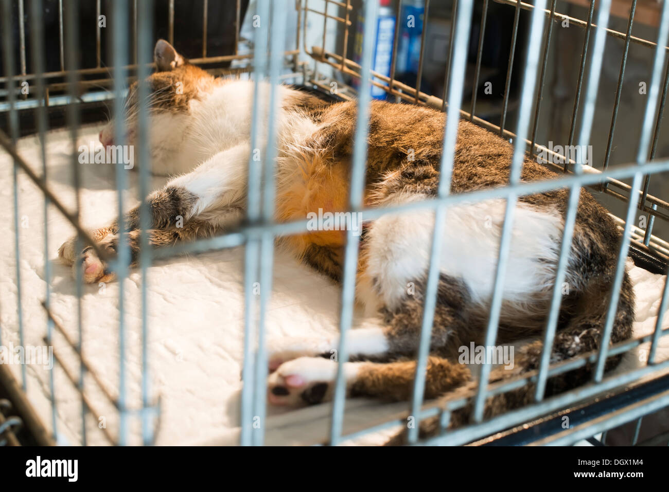 Cat al laboratorio veterinario. Aiuto di urgenza Foto Stock