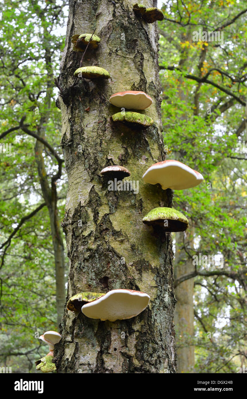 Staffa funghi che crescono su silver birch tronco di albero Foto Stock