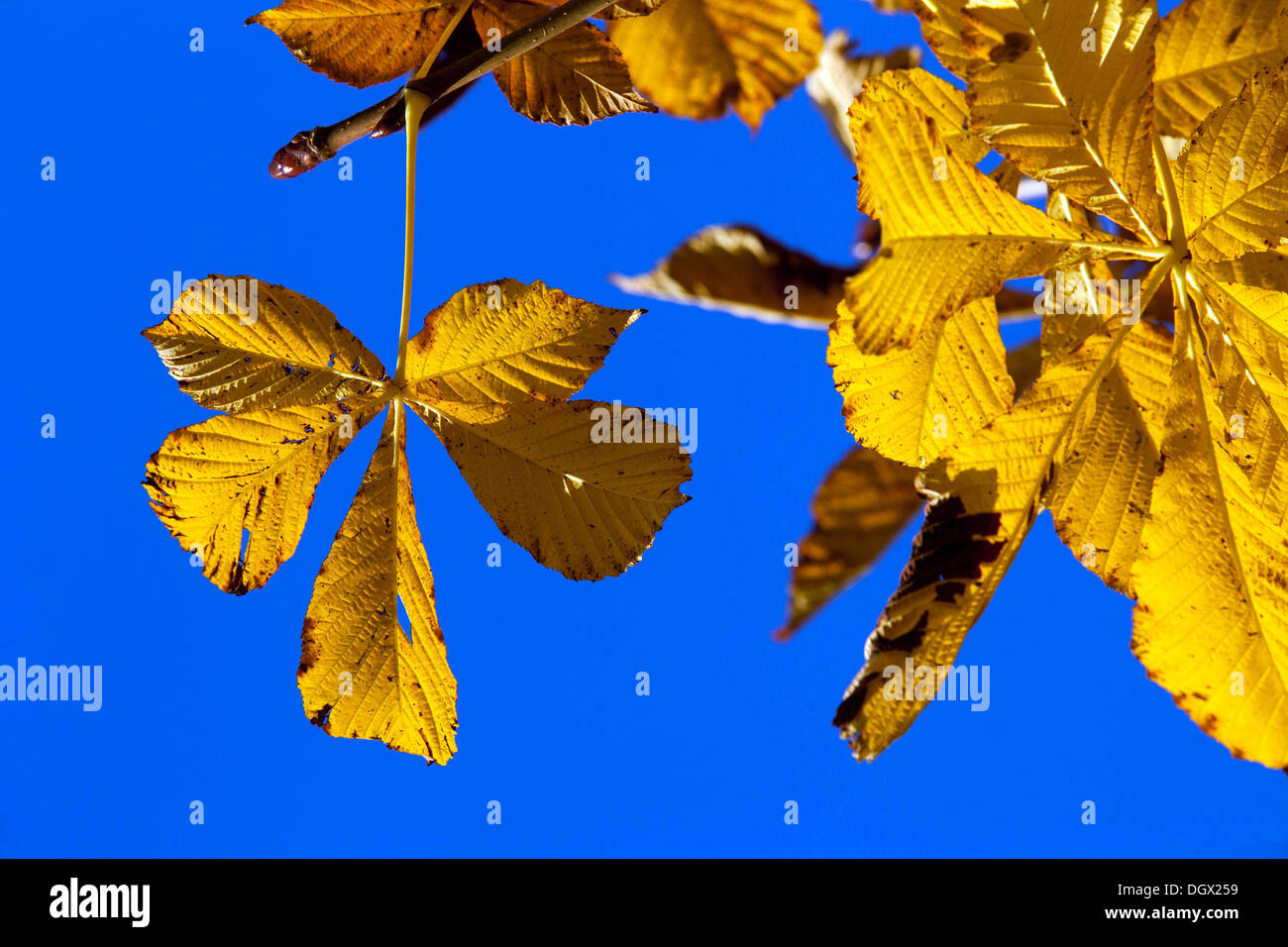 Foglie di castagno (Aesculus hippocastanum). Colori foglie di autunno luce solare Foto Stock