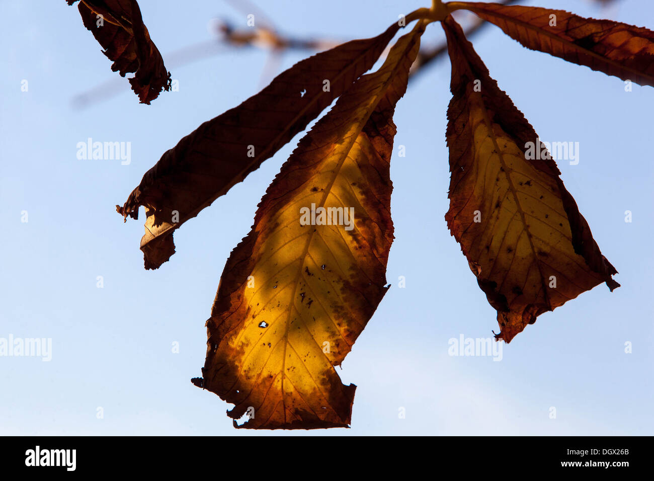 Castagno (Aesculus hippocastanum) foglie . Colorati di foglie di autunno, Foto Stock