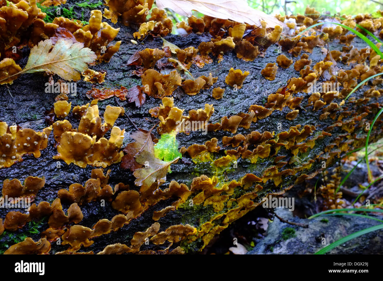 Raccolto di autunno ripiano funghi caduti sul tronco di albero Foto Stock
