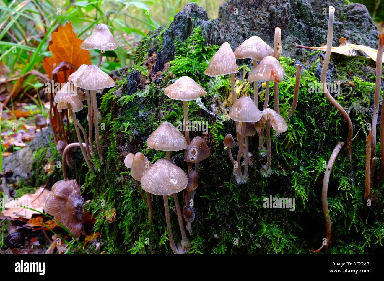 Raccolto di autunno fungo su un marciume coperte di muschio ceppo di albero Foto Stock
