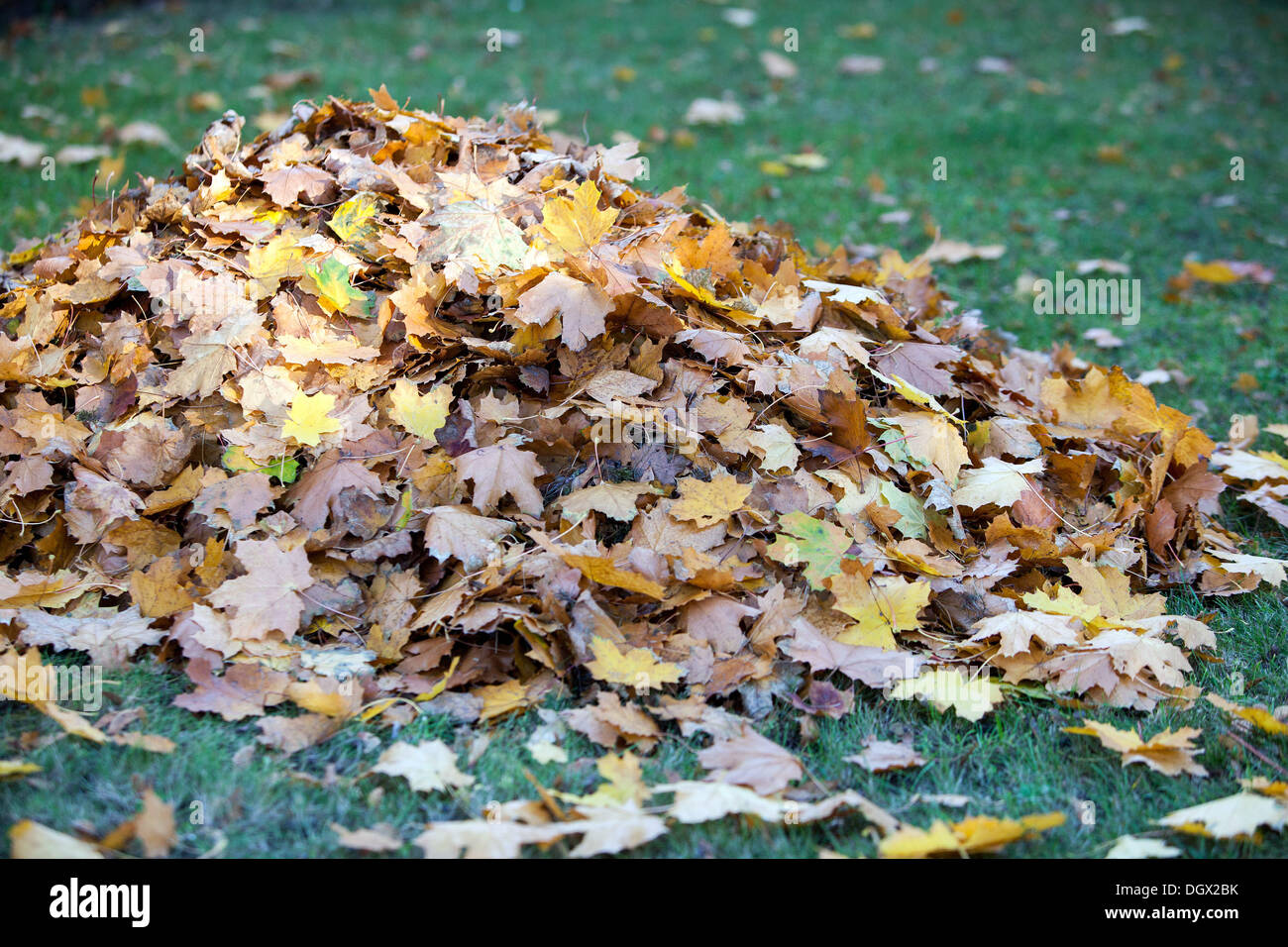 Mucchio di foglie autunno compostaggio cumulo autunno foglie Foto Stock