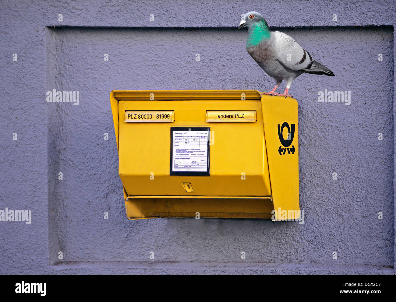 Il piccione domestico (Columba livia domestica) seduti su un giallo cassetta postale tedesco a Monaco di Baviera, Baviera, Baviera, Germania Foto Stock