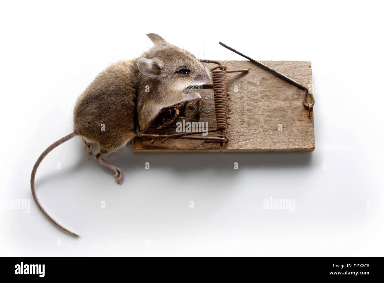 Casa morta mouse (Mus musculus) in un mousetrap, Monaco di Baviera, Baviera, Baviera, Germania Foto Stock