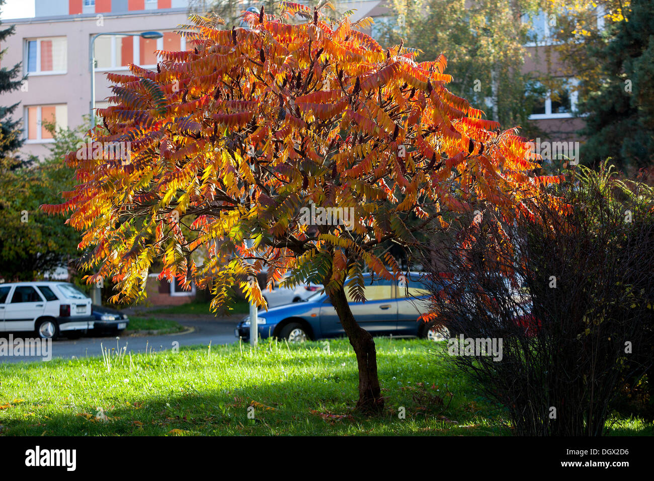 Albero di Sumac Rhus typhina, stagno sumac foglie autunnali in luogo urbano Foto Stock