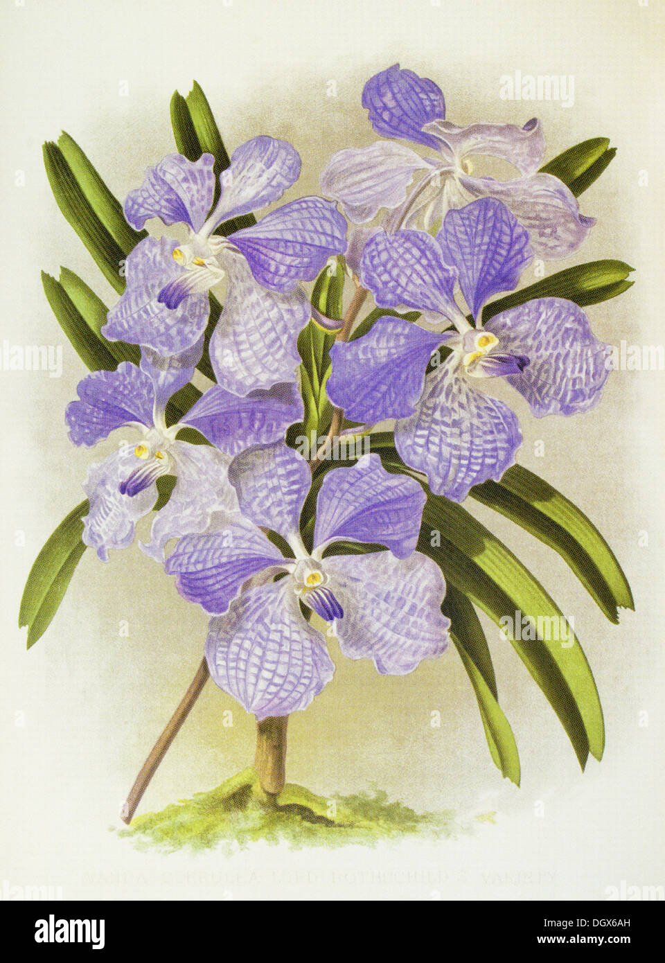 Orchidee, Vanda coerulea supra, Rothschild la varietà - da John N. Fitch,  1897 Foto stock - Alamy