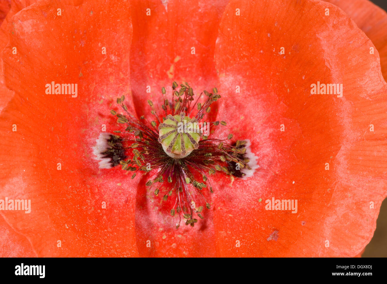 Papavero comune - stami, gli stimmi e carpels nel centro, con petali di colore rosso. Foto Stock