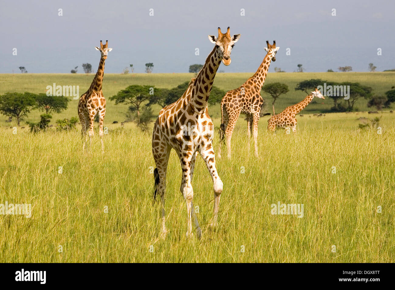 Rothschild o giraffe ugandese (Giraffa camelopardalis), specie gravemente minacciate di sottospecie, nella savana del Murchison Foto Stock