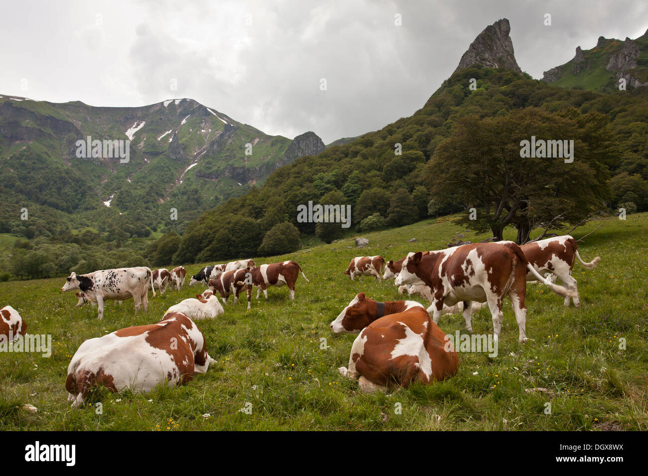 Il pascolo di bestiame nei pascoli alti in Auvergne, Vallée de Chaudefour riserva. La Francia. Foto Stock