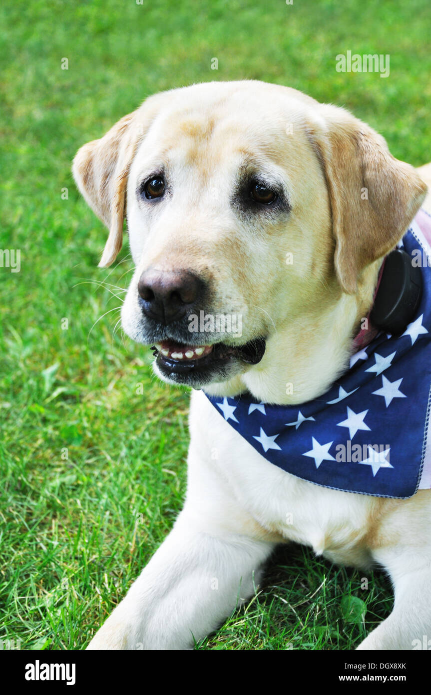 Giallo cane laboratorio sull'erba Foto Stock