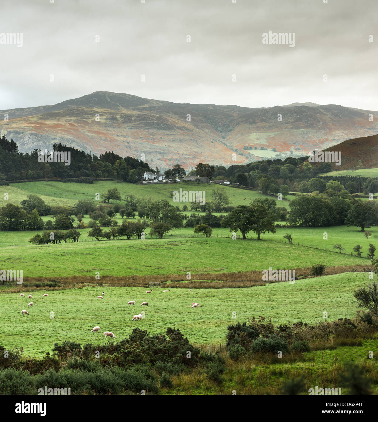 Pecora che pascola sull'erba verde del Newlands valley nel distretto del lago, Cumbria, Inghilterra. Foto Stock