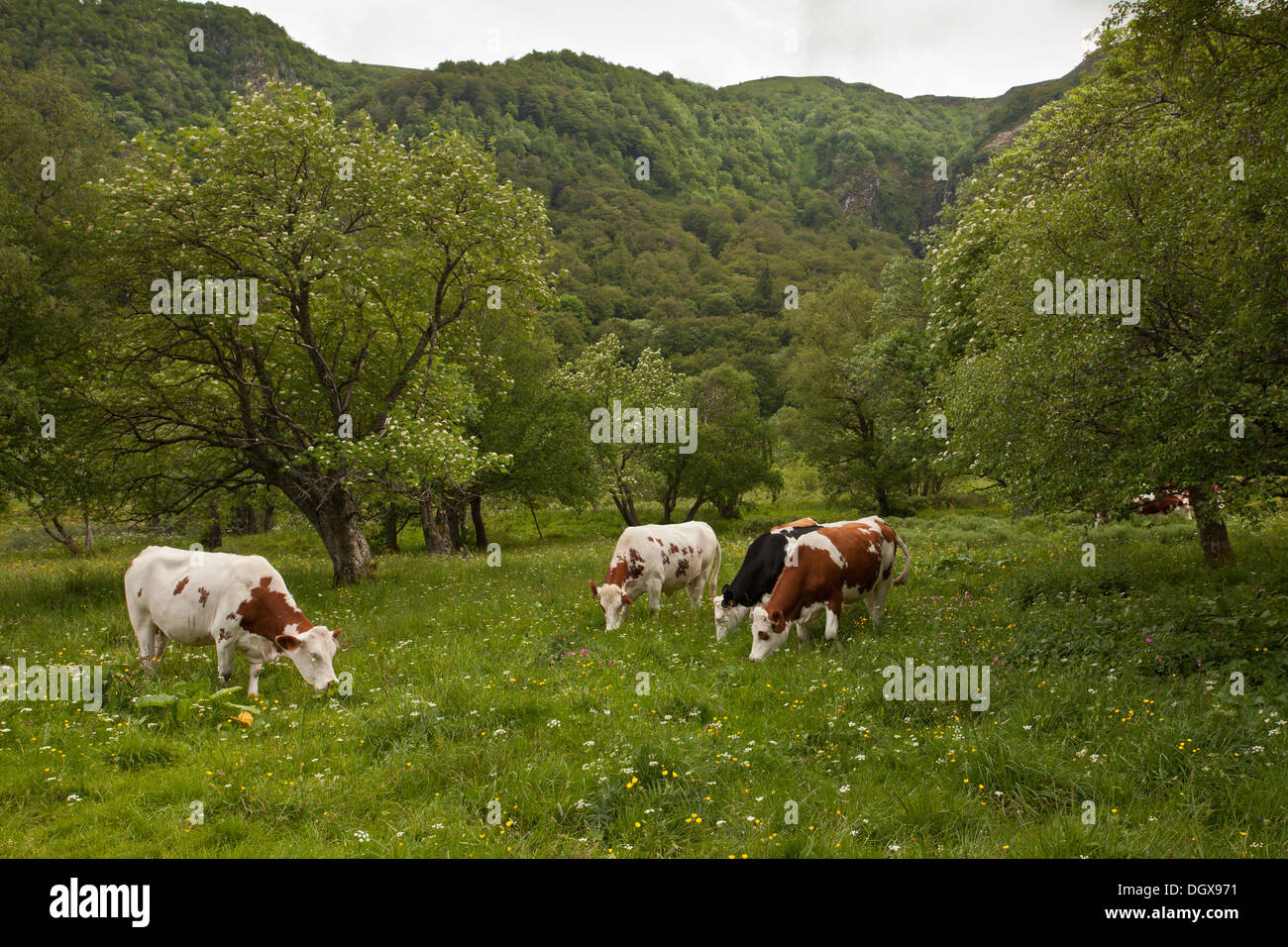 Il pascolo di bestiame nei pascoli alti in Auvergne, Vallée de Chaudefour riserva. La Francia. Foto Stock