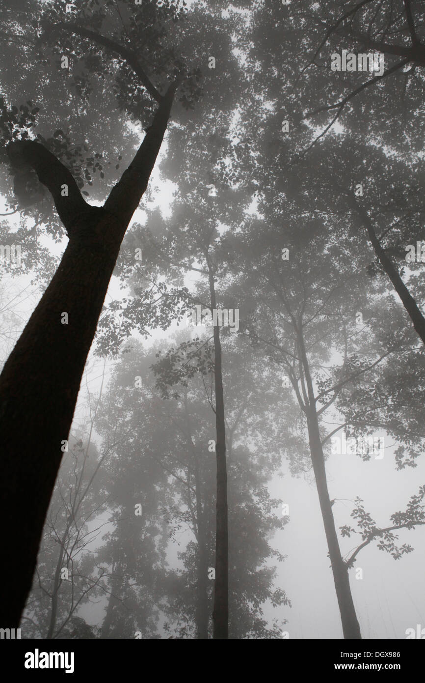 Alberi nella nebbia, Chengdu, Cina, Repubblica Popolare di Cina Foto Stock
