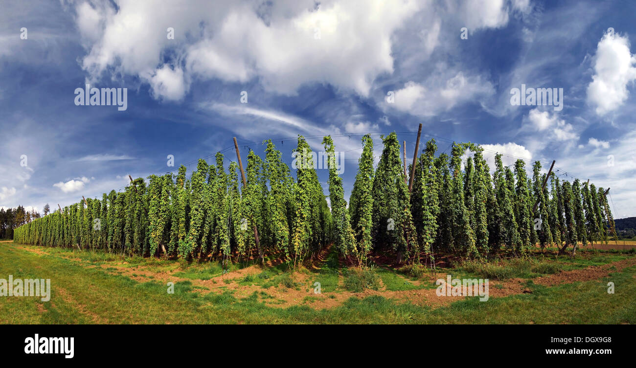 Campo di luppolo con un bianco-blu cielo vicino Altmannstein in Altmuehltal Natura Park, Bavaria Foto Stock