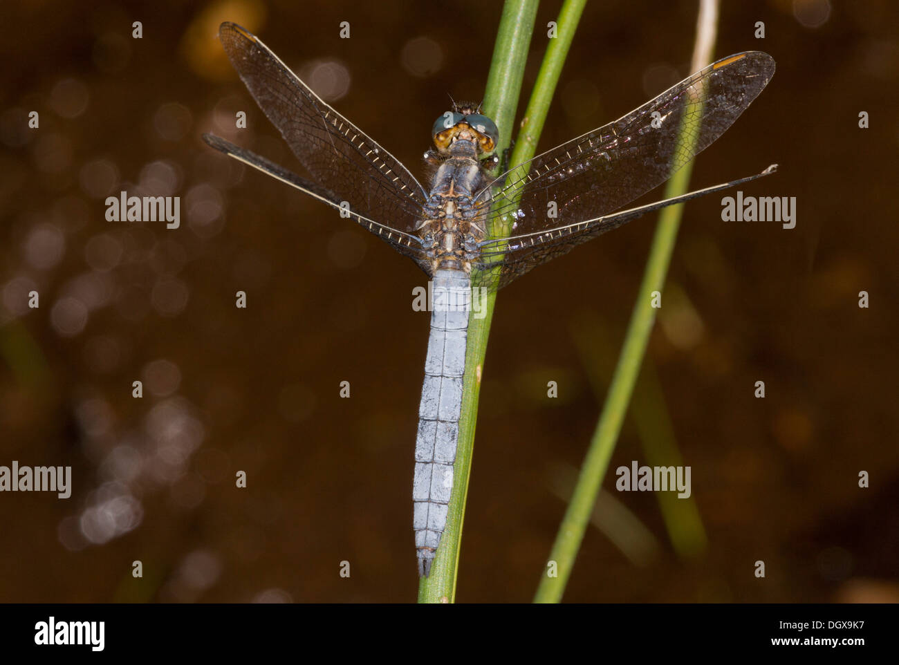 Keeled maschio schiumarola, Orthetrum coerulescens dragonfly, tra piante di palude, Dorset. Foto Stock