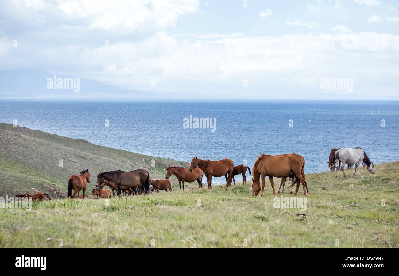 Allevamento di cavalli al lago Song Kul, Tien Shan Foto Stock