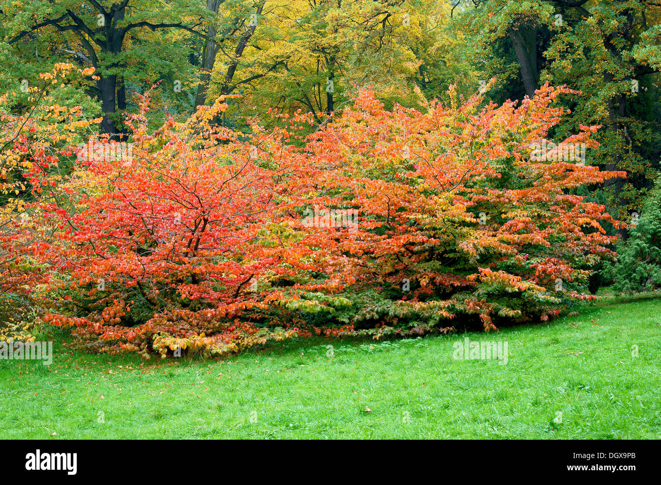 Rosso Giallo e verde autunno faggi sull'erba verde Fagus sylvatica Foto Stock Rosso Giallo e verde autunno faggi sull'erba verde Fagus sylvatica Foto Stock